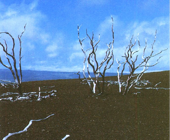 abgestorbene B�ume